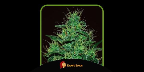 Finest Amnesia Cannabis Strains in 2024